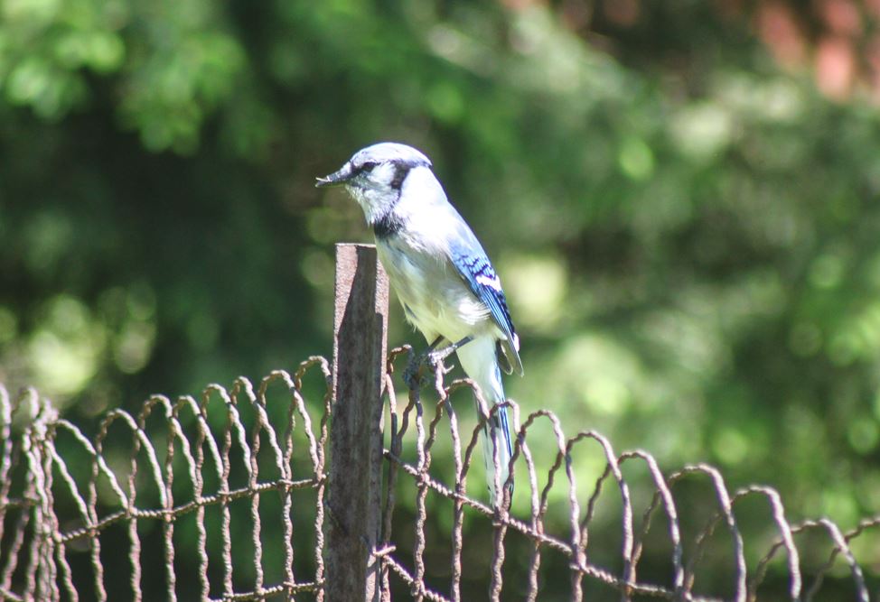 Blue jay in our backyard