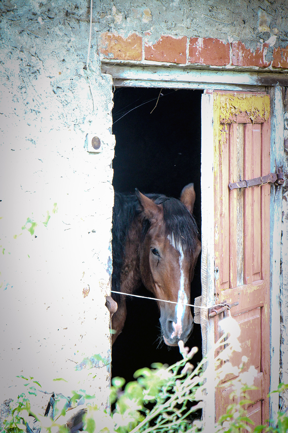 Horse in Polish Village